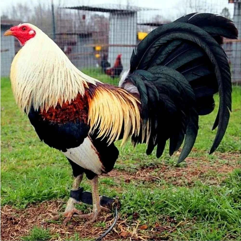 Probióticos para Gallos y Gallinas 120 Comprimidos | Salud Digestiva e Inmunidad Avícola